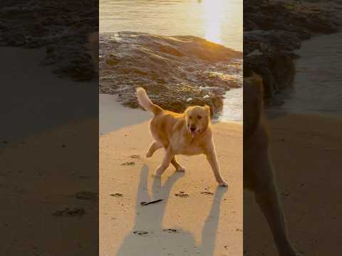 海邊的夥伴/Partners at the seaside#寵物#遛狗#海邊#Pet #Dogwalking #Seaside