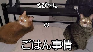 ちぴたんの、ごはん事情