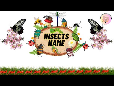 Insects Name | Insects for Kids | Insects name in English | Names of Insects | Insects |