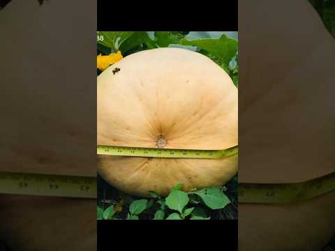 Giant pumpkin #gardening #vegetables