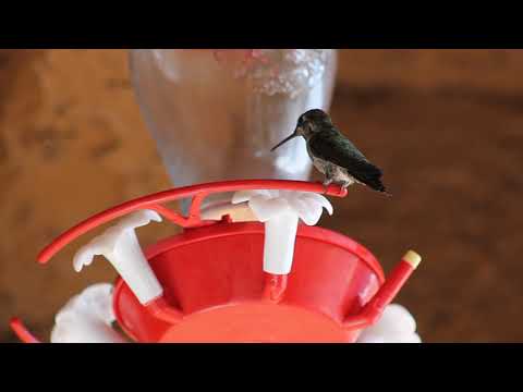 Feeding the Hummingbirds