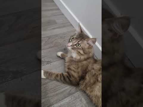 고양이랑 가위바위보 해서 이기는 방법 #고양이 #cat #cute #kitten #animals #shorts #shortvideo