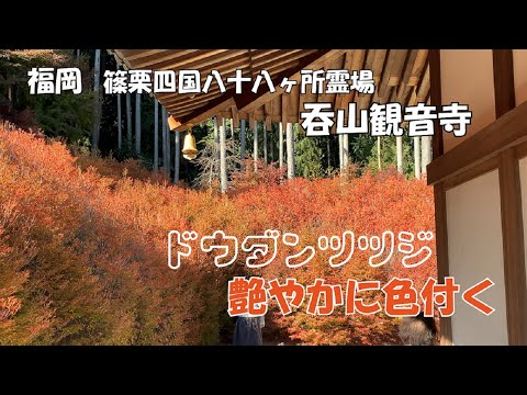 【ひろじぃの気まま旅】真っ赤に染まる吞山観音寺のドウダンツツジ