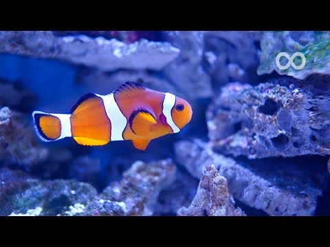 Piano Sleep Music for Stress Relief | Aquarium Dream |  Relaxing Music for Sleeping