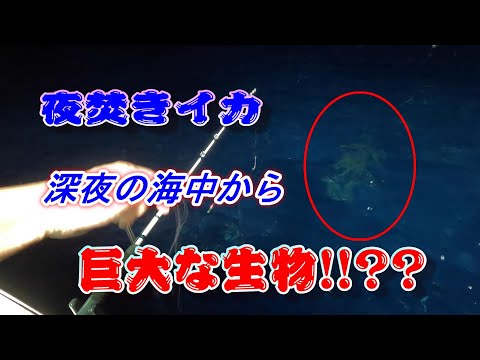 Night squid fishing (sword tip) for big fish! (grouper, amberjack) Nagasaki Pref, Ajisone coast