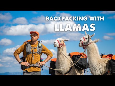 Llama - Assisted Backpacking the Continental Divide Trail Helena Montana Part 2 | Trackin' Dirt