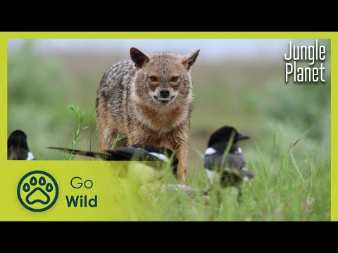 Guardians of the River: Danube Floodplain Forests | Jungle Planet 16/26 | Go Wild