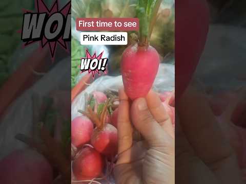 Cute Pink Radish. May ganito palang kulay 😍 #unique #pinkradish #discoveries  #wow #amazing #davao