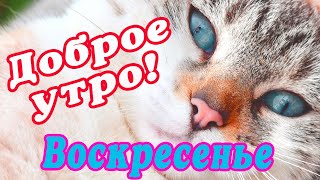 🎺 УРА ВОСКРЕСЕНЬЕ! 🎺 ДОБРОГО УТРА / ДОБРОЕ УТРО / С ДОБРЫМ УТРОМ / ДОБРОГО УТРА ЛЮБИМОЙ / КАРТИНКИ