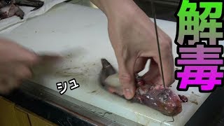 Special cooking method for "Eeltail Catfish" a fish with three poisonous horns