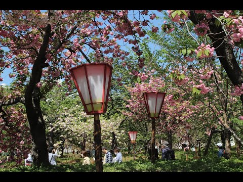 2022年 花のまわりみち（広島造幣局）/ A Time For Us（永遠の愛）