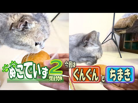 【月餅を舐めたがる猫はいませんか】つきみよりこれにゃ