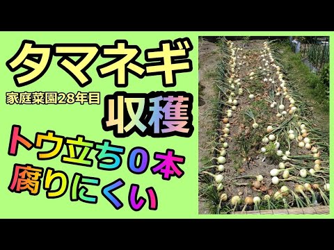 【タマネギの収穫 2021】トウ立ち0本 & 腐りにくい作り方  家庭菜園28年目 無農薬 半自給自足