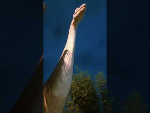 Largest dinosaur #khushimemonvlogs #jurassicpark #jurassicworld