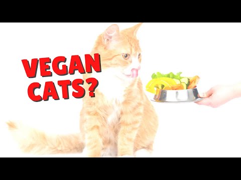 Should Cats Be Vegetarian? | Two Crazy Cat Ladies