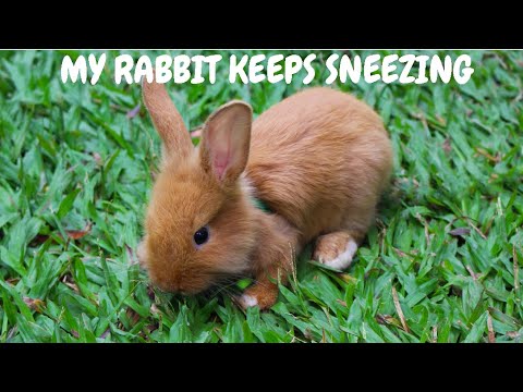 My Rabbit Keeps Sneezing