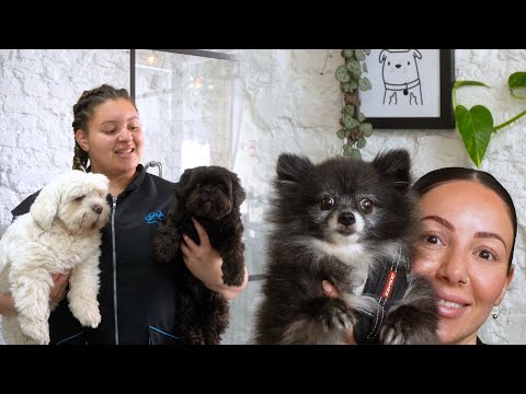 Day in the Life of a Dog Groomer | Today at Hackney Barkers: Ep 9