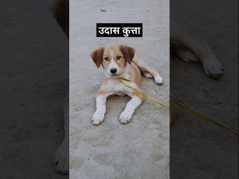 उदास कुत्ता 🐶| Sad Dog | मासुम कुत्ता 🐶| #dog #trending #viralvideo #youtubeshorts #shorts