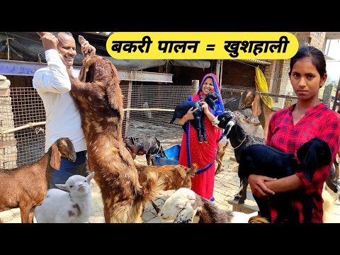 बेटियों के लिए बकरी पालन शुरू किया | goat farming in india | bakri palan video