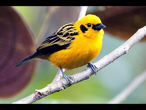 Birds of Colombia: A Collection