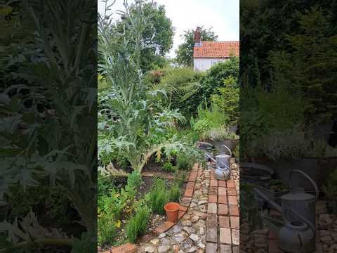 Wow, we've just wandered around the herb garden after a week away and it has shot up. It's blooming.