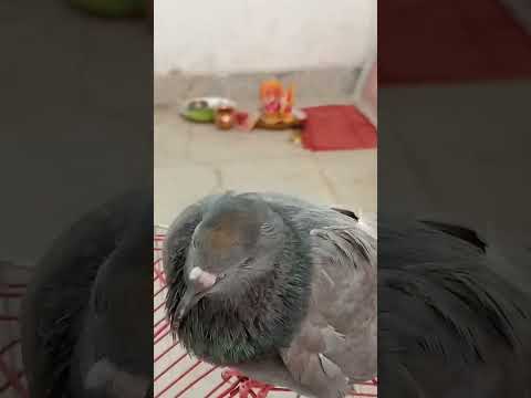 #song #music #newsong #bollywood #hindisong #birds #birdscomedy #babyanimal #birdslover #birdsmusic