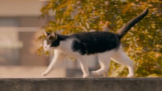 映画『猫なんかよんでもこない。』主役猫の日常を捉えた『外遊び』編