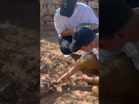 Feeding a tortoise 🐢 (turtle?) in the Arizona Desert 🌵 #arizona #nature #animals