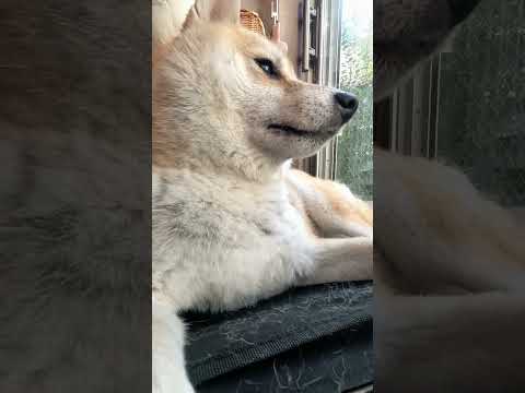 のんびり休憩【介助犬と桃にゃん】 #柴犬介助犬 #介助犬るな #介助犬と桃にゃん #介助犬 #dog #doglover #cutedog #柴犬