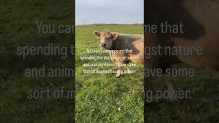 Farm life. 🤗 #cow #thehomeinhomestead #homestead #nature #homesteadlifestyle #cattle