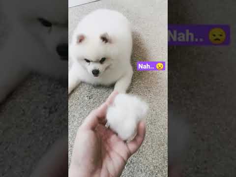 What's that?  Show me nothing but FOOD plz! 😒#Pomeranian #博美 #cotton #marshmallow #棉花糖 #food