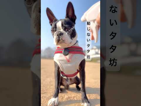 汚れた口の洗い方😂#bostonterrier #ボストンテリア #dog #dogshorts #かわいい犬 #おもしろい犬 #ボストンテリアタタチミ