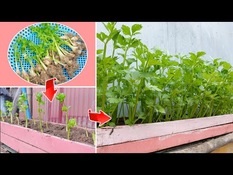 No Need To Buy Seeds: Secret To Growing Celery Extremely Easy, Quick Harvest Without A Garden