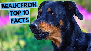 Beauceron - TOP 10 Interesting Facts