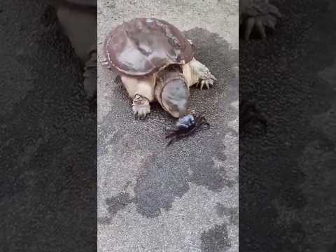 Turtle Takes Down CRAB in Epic Showdown