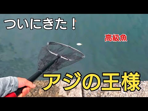 ついに釣れた!高級魚と呼ばれるアジの王様!!