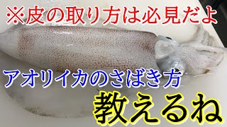 アオリイカのさばき方～握りにしてみた～