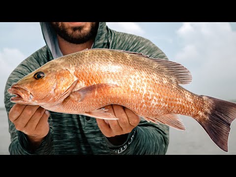 Snapper Bite is FIRE in Tampa Bay 🔥