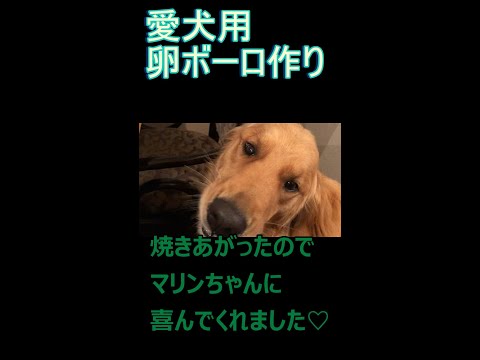 【ゴールデンレトリバー】犬用の卵ボーロを作ってみたら、喜んで食べてくれた愛犬が可愛すぎ