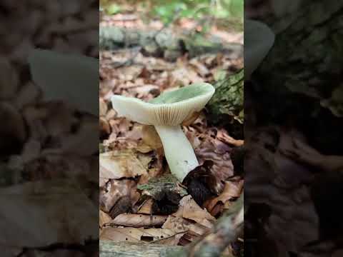 Russula aeruginea, Grass green russula #shortvideo