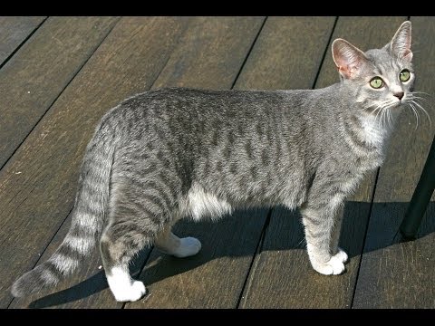 Animal Planet  : Cats 101 ~  Egyptian Mau