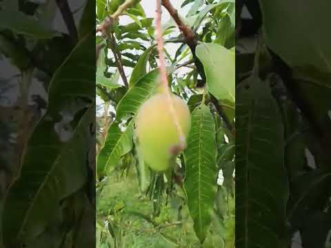 Dwarf Indian Mango Namunga na #shorts #short #shortvideo