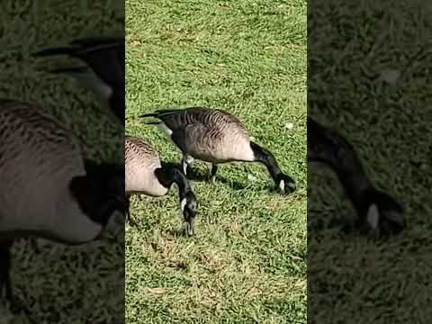 geese #waterfowl #birds #eating