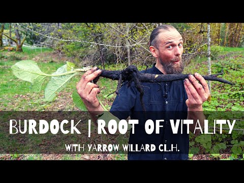 Burdock | Root of Vitality