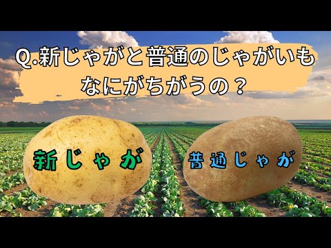 【料理雑学】Q.新じゃがと普通のじゃがいもなにが違うの？