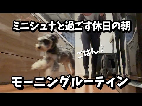 【ミニチュアシュナウザー】モーニングルーティン〜休日編〜