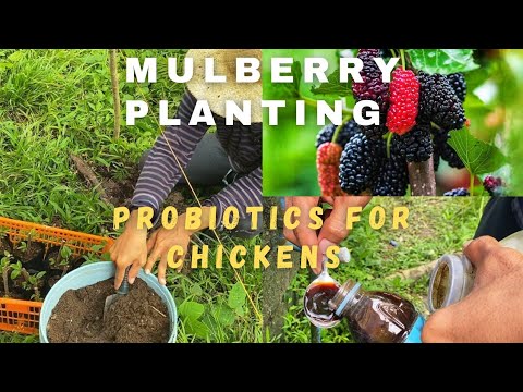 Mulberry Planting/ Probiotics for Free Range Chickens