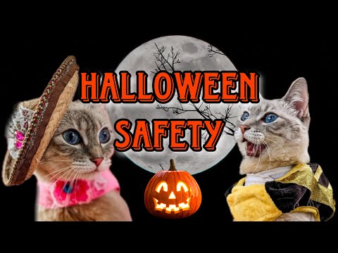 How To Keep Your Kitty Safe On Halloween