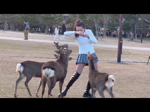 ステキな公園で一日中楽しむ外国人観光客🫎NARA  PARK