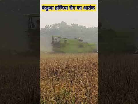 धान में कंडुआ हल्दिया पीला रोग #कंडुआ रोग #agriculture #धान#ट्रेंडिंगवीडियो #trending#कंबाइन मशीनें